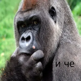 🦍 4c4fd05f и че gorilla, ape, thinking, animal, meme telegram sticker