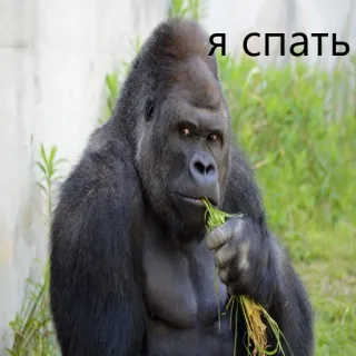 🦍 70be4424 Я спать gorilla, sleep, ape, animal telegram sticker