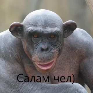 кринж гориллы telegram stickers