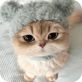 👍 73a2794c kucing, binatang, topi, imut telegram sticker