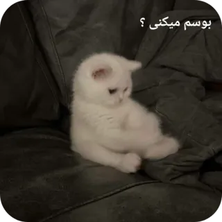 👍 aceb1cac بوسم میکنی ؟ kucing, anak kucing, lucu, putih, hewan peliharaan telegram sticker