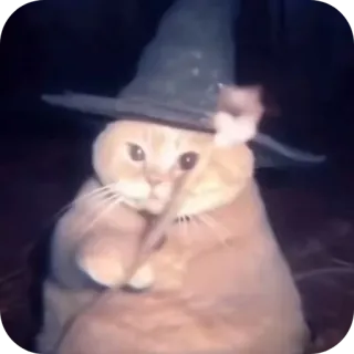 👍 c78fc917 kucing, penyihir, penyihir, topi, sihir, hewan telegram sticker