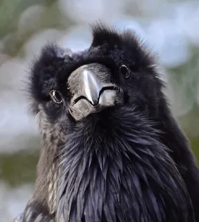 ⚫️ 025d1c13 chim, quạ, động vật hoang dã, họ quạ, đen telegram sticker