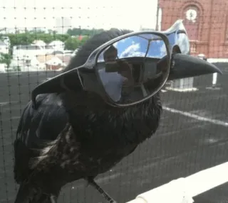 Cгσш Μσσd ⚫️ @Your_Delicious whatsapp stickers