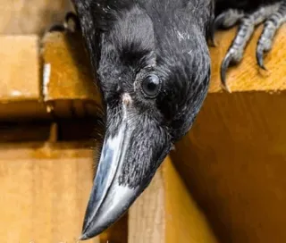 ⚫️ 0cc4738b chim, quạ, đen, động vật hoang dã, động vật telegram sticker