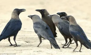 Cгσш Μσσd ⚫️ @Your_Delicious telegram stickers