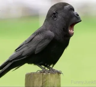 Cгσш Μσσd ⚫️ @Your_Delicious telegram stickers