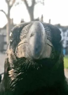 ⚫️ 4fde4d17 chim, quạ, cận cảnh, động vật, thiên nhiên telegram sticker