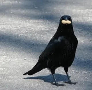 ⚫️ 55b64ab7 chim, quạ, động vật, đen, thiên nhiên telegram sticker