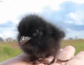 Cгσш Μσσd ⚫️ @Your_Delicious telegram stickers