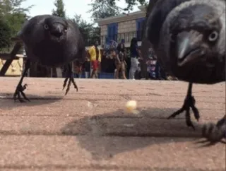 ⚫️ aea414ae chim, quạ, động vật, thiên nhiên, động vật hoang dã telegram sticker