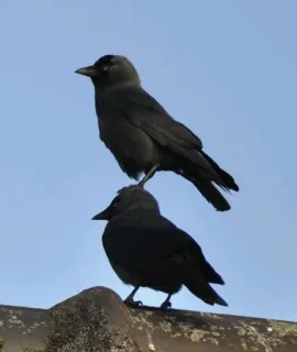 Cгσш Μσσd ⚫️ @Your_Delicious telegram stickers