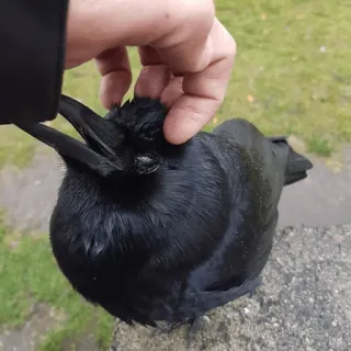 ⚫️ bcdd464b quạ, chim, động vật, vuốt ve telegram sticker