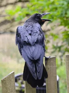 ⚫️ dc7a8b68 chim, quạ, thiên nhiên, động vật hoang dã, động vật telegram sticker