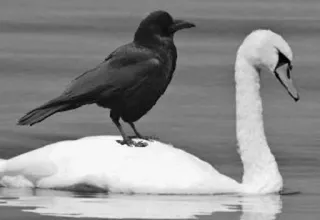 ⚫️ f8e0c3b0 chim, thiên nga, quạ, thiên nhiên, nước, động vật hoang dã telegram sticker