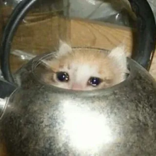 💧 0ec859a6 chat, triste, bouilloire, animal, mignon, animal de compagnie whatsapp sticker