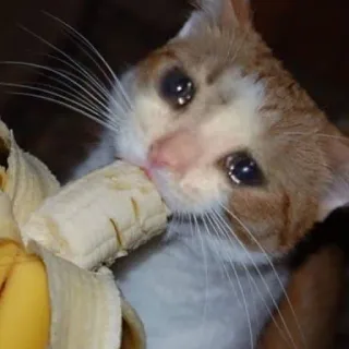 Crying Cat, @icarusfalls telegram stickers