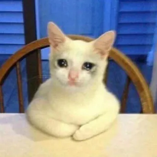 💧 208a744b chat, triste, mème, animal, pleure whatsapp sticker