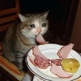 💧 41a403e2 chat, viande, triste, nourriture, assiette whatsapp sticker