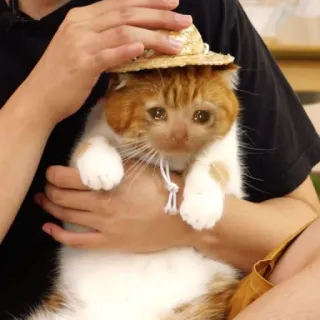 💧 74503419 chat, triste, pleurs, chapeau, mignon, animal de compagnie whatsapp sticker