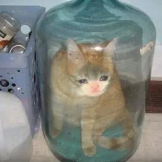 💧 95d32d00 chat, bocal, triste, animal, chaton whatsapp sticker