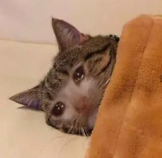 💧 a1a261b5 chat, triste, pleurs, animal, animal de compagnie whatsapp sticker