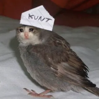 😭 00634069 KUNT gato, pájaro, pegatina, ofensivo telegram sticker