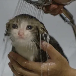 😭 106fb744 gato, gatito, triste, llorando, ducha, mojado, meme, animal telegram sticker