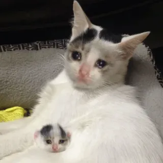 😭 125e9e64 gato, gatito, llorando, triste, meme, animal telegram sticker