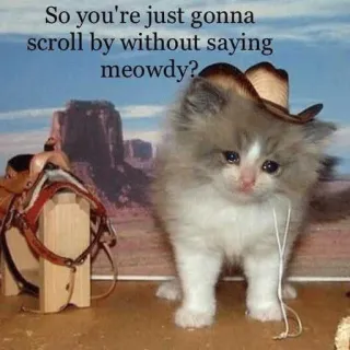 😭 1f494e75 So you're just gonna scroll by without saying meowdy? gato, gatito, vaquero, miau-dy, triste, western, sombrero, meme telegram sticker