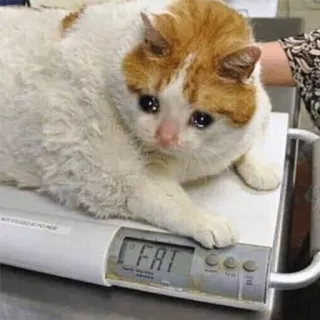 😭 2591a326 FAT gato, triste, peso, animal, mascota, gracioso, meme telegram sticker