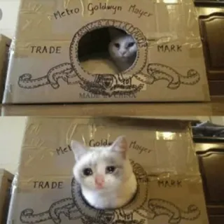 😭 345b2de6 Metro Goldwyn Mayer TRADE MARK gato, gatito, caja, Metro Goldwyn Mayer, marca registrada, animal, mascota telegram sticker