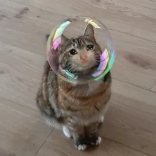 😭 3596d678 gato, burbuja, mascota, animal, gracioso, casco telegram sticker