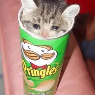 😭 502c86b2 Pringles SOUR CREAM gatito, gato, pringles, crema agria, snack, animal, lindo telegram sticker