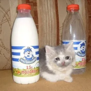 😭 62aa77b9 3.5% молоко leche, gatito, gato, Prostokváshino, bebida telegram sticker
