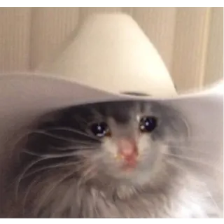 😭 64753f3c gato, vaquero, sombrero, llorando, meme, triste, animal telegram sticker