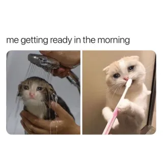 😭 72089929 me getting ready in the morning gato, meme, mañana, ducha, cepillo de dientes, divertido telegram sticker