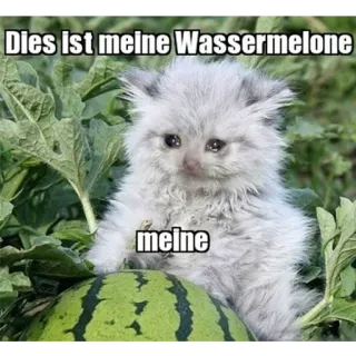 😭 85565c08 Dies ist meine Wassermelone
meine gato, sandía, meme, animal, lindo, gatito telegram sticker