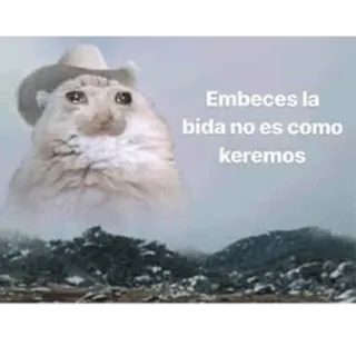 😭 8e140108 Embeces la bida no es como keremos gato, sombrero, triste, meme telegram sticker