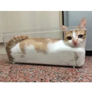 😭 b17ab305 gato, mascota, contenedor, gracioso, animal, naranja, doméstico, lindo telegram sticker