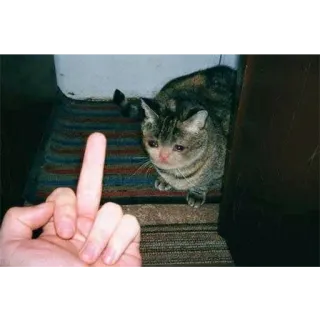 😭 de4a2660 gato, dedo corazón, grosero, ofensivo, animal telegram sticker