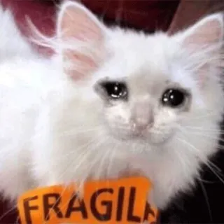 😭 f519eb89 FRAGILE gato, frágil, triste, animal, gatito, meme telegram sticker