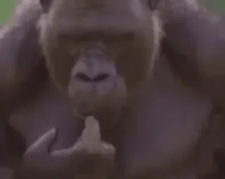 crypto monkey :: @CryptanCoder telegram stickers