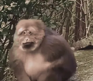 😁 4edb2ee6 ลิง, เอป, สัตว์, ไพรเมต, ธรรมชาติ, สัตว์ป่า telegram sticker