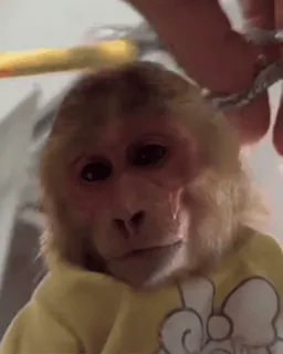 crypto monkey :: @CryptanCoder telegram stickers