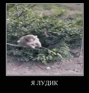 🙊 aee54d2c Я ЛУДИК สัตว์, น่ารัก, มีม, ลิง telegram sticker