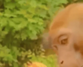 crypto monkey :: @CryptanCoder whatsapp stickers