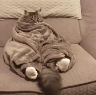 🍥 0b40294e kucing, selimut, hewan, imut, lucu, meme, menggemaskan, hewan peliharaan telegram sticker
