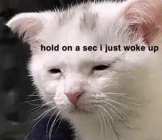 🍥 21258d4c hold on a sec i just woke up kucing, meme, bangun, mengantuk, hewan, hewan peliharaan telegram sticker