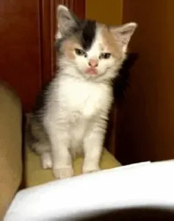 🍥 2584db3b kucing, anak kucing, imut, hewan, hewan peliharaan telegram sticker